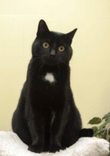 Kat Europese korthaar of huiskat