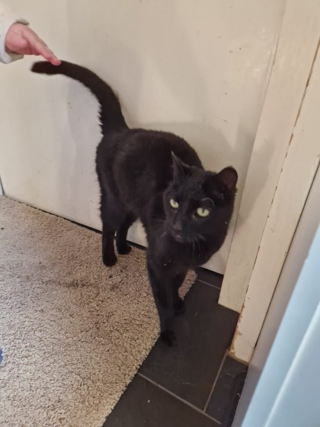 Kat Europese korthaar of huiskat