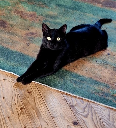 Kat Europese korthaar of huiskat