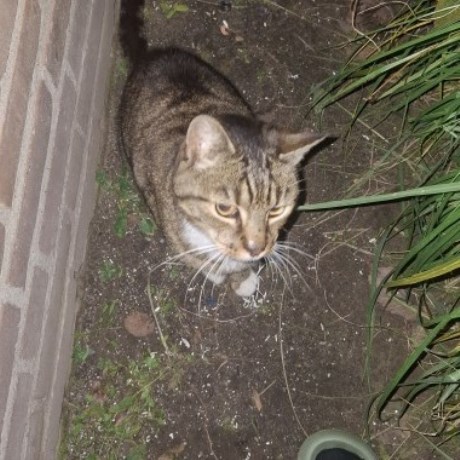 Kat Europese korthaar of huiskat