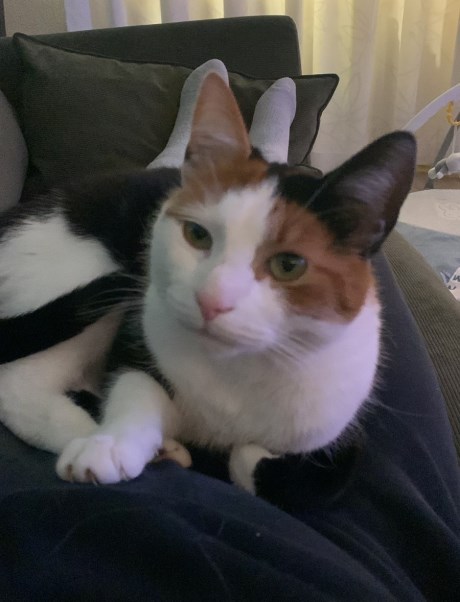 Kat Europese korthaar of huiskat