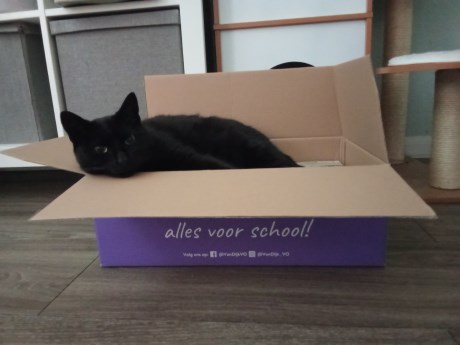 Kat Europese korthaar of huiskat