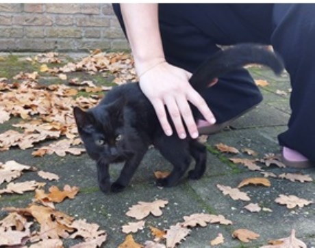 Kat Europese korthaar of huiskat