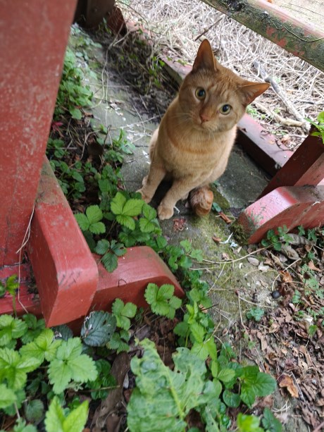 Kat Europese korthaar of huiskat