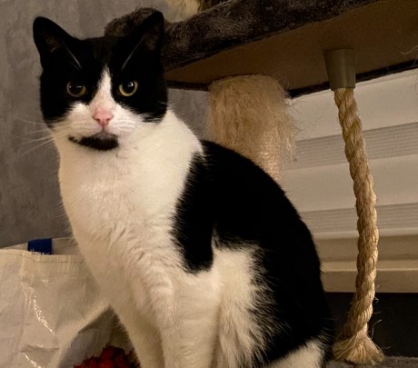 Kat Europese korthaar of huiskat