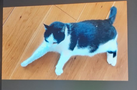 Kat Europese korthaar of huiskat