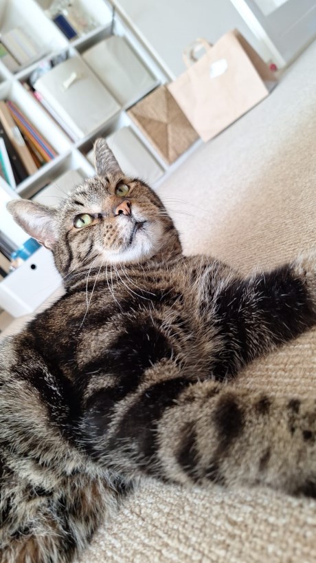 Kat Europese korthaar of huiskat