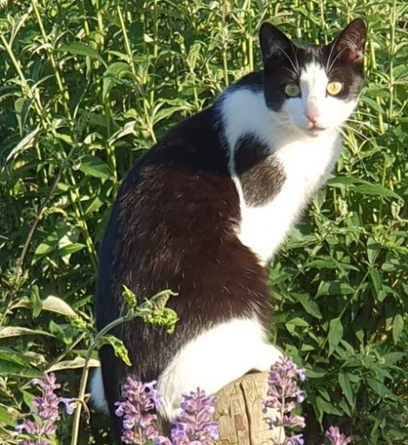 Kat Europese korthaar of huiskat