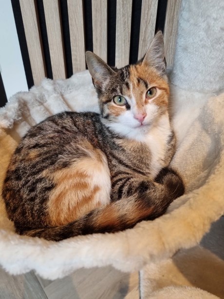 Kat Europese korthaar of huiskat