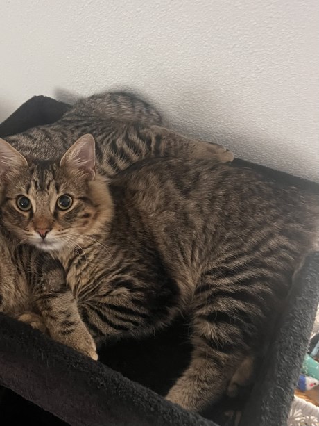 Kat Europese korthaar of huiskat