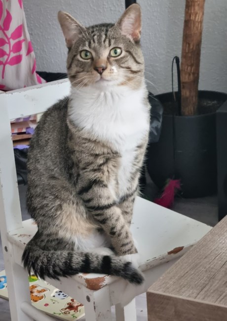 Kat Europese korthaar of huiskat