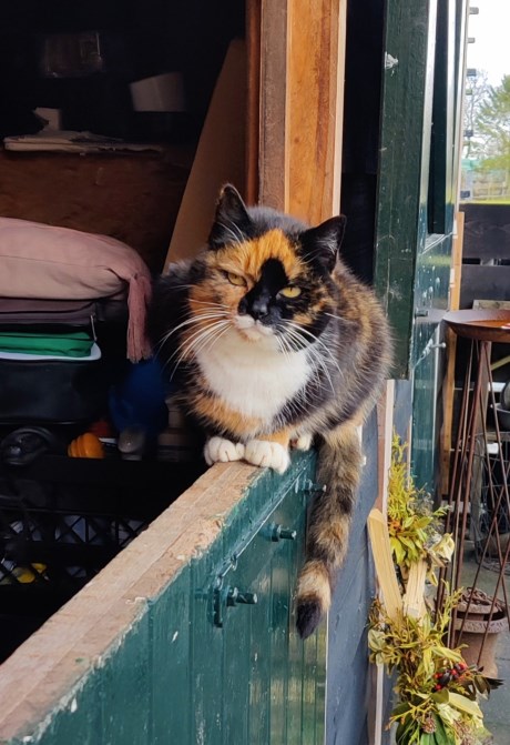 Kat Europese korthaar of huiskat