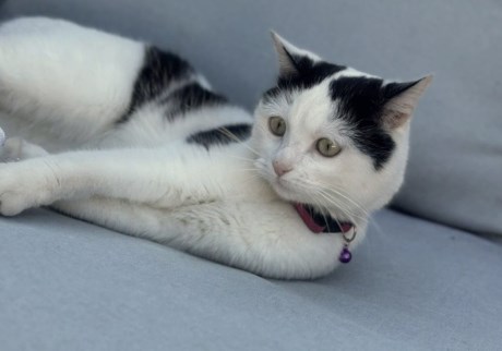 Kat Europese korthaar of huiskat