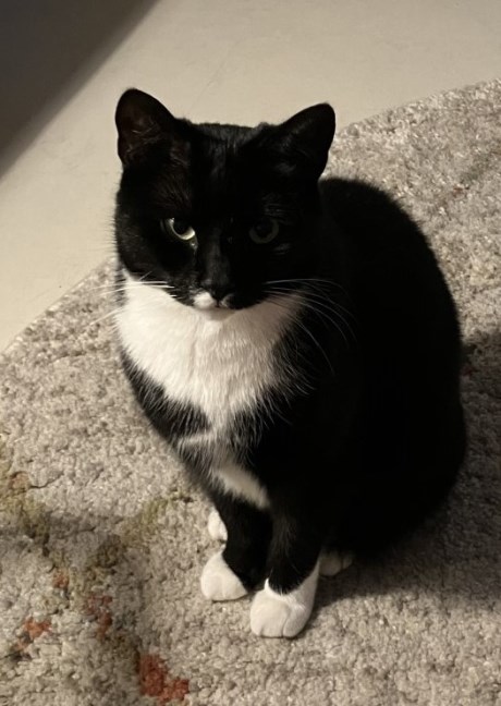 Kat Europese korthaar of huiskat