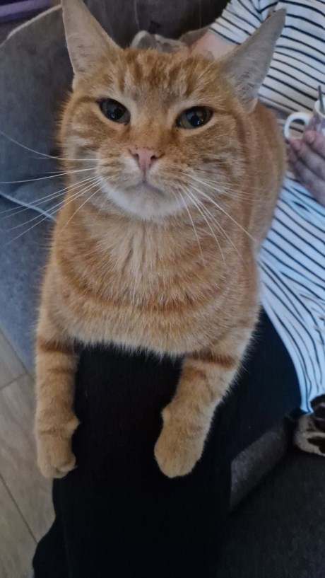 Kat Europese korthaar of huiskat