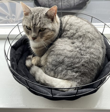 Kat Brits korthaar X