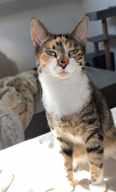 Kat Europese korthaar of huiskat