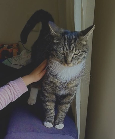 Kat Europese korthaar of huiskat