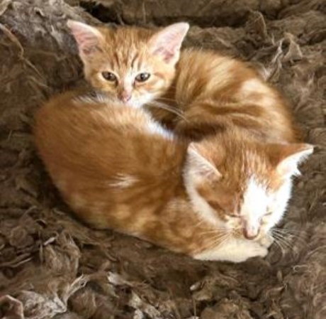 Kat Europese korthaar of huiskat