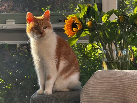 Kat Europese korthaar of huiskat