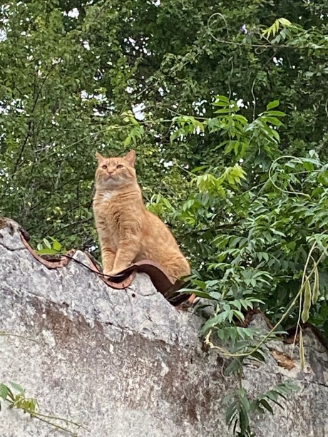 Kat Europese korthaar of huiskat