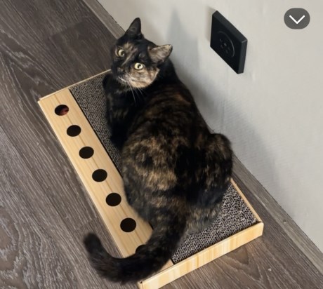 Kat Europese korthaar of huiskat