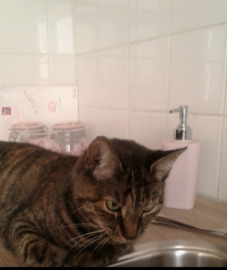 Kat Europese korthaar of huiskat