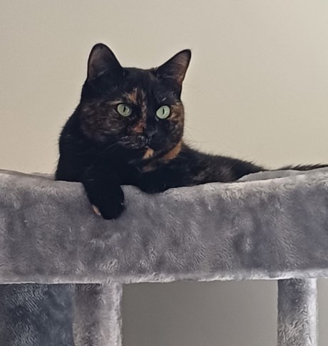 Kat Europese korthaar of huiskat