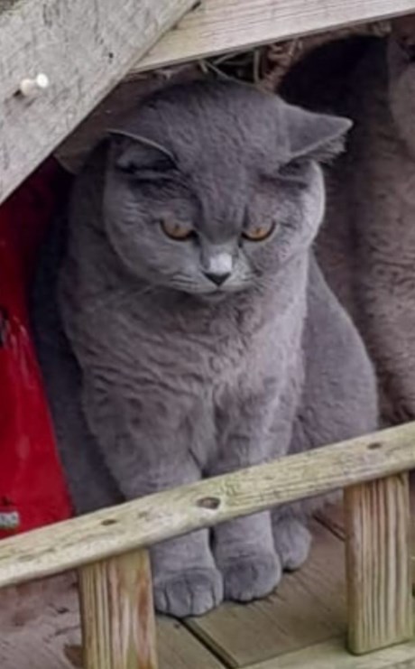 Kat Brits korthaar X