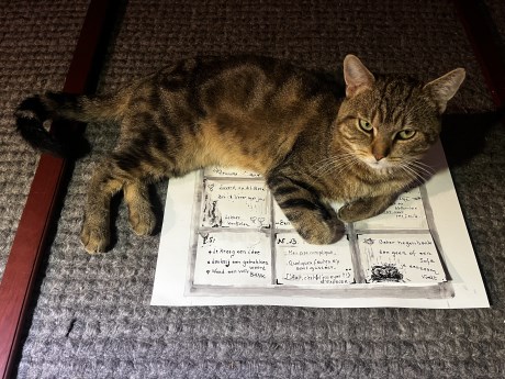 Kat Europese korthaar of huiskat