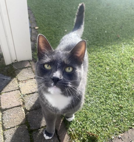 Kat Europese korthaar of huiskat