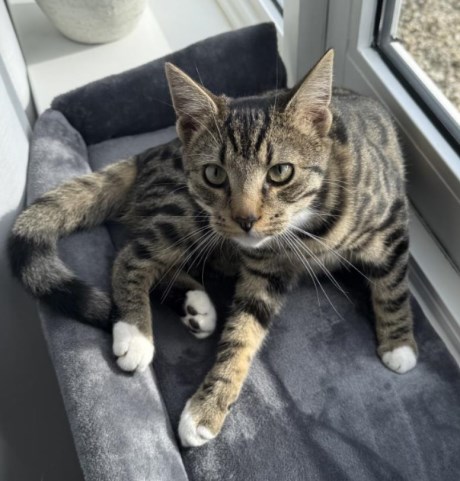 Kat Europese korthaar of huiskat