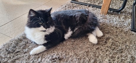 Kat Europese korthaar of huiskat