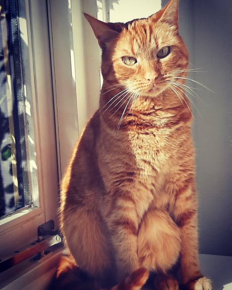 Kat Europese korthaar of huiskat