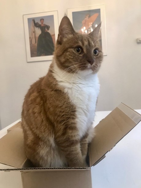 Kat Europese korthaar of huiskat