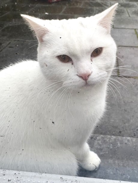 Kat Europese korthaar of huiskat