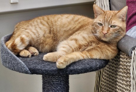 Kat Europese korthaar of huiskat