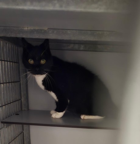 Kat Europese korthaar of huiskat