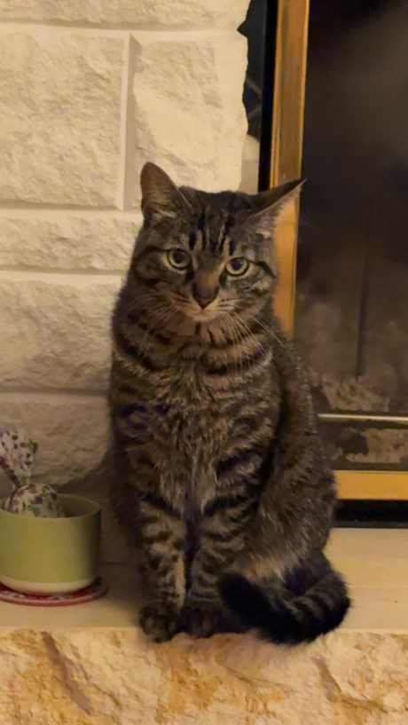 Kat Europese korthaar of huiskat