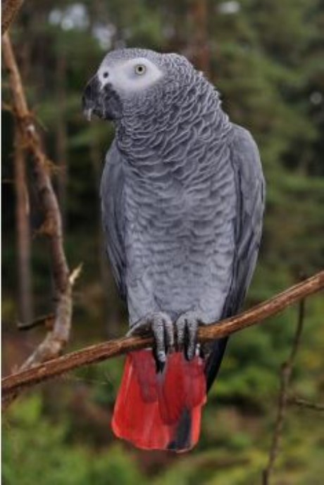 Vogel (Dwerg-)papegaai