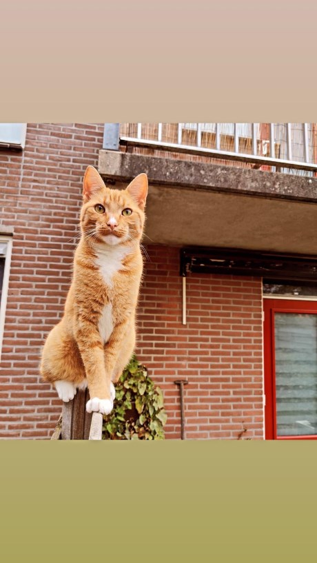 Kat Europese korthaar of huiskat