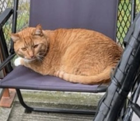 Kat Europese korthaar of huiskat