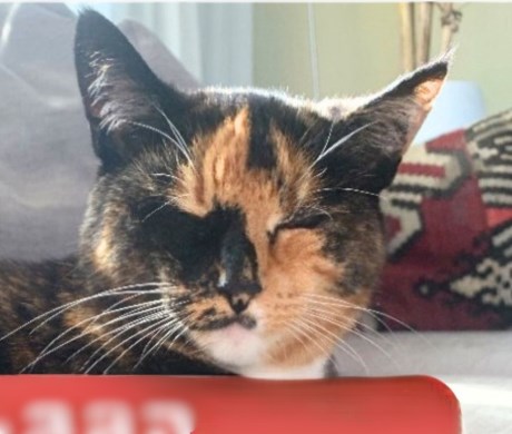 Kat Europese korthaar of huiskat