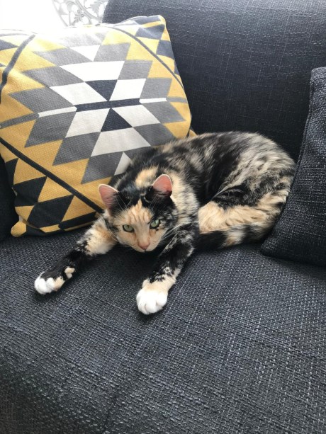 Kat Europese korthaar of huiskat