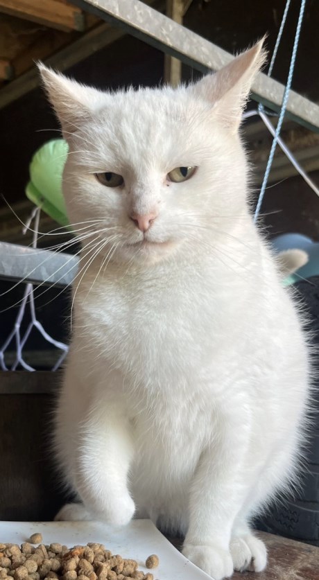 Kat Europese korthaar of huiskat