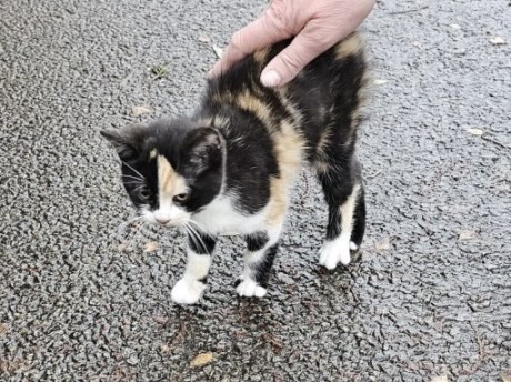 Kat Europese korthaar of huiskat