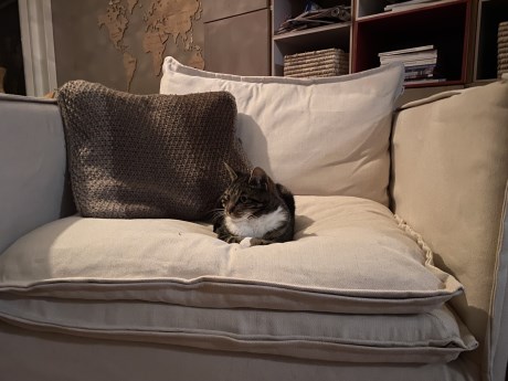 Kat Europese korthaar of huiskat