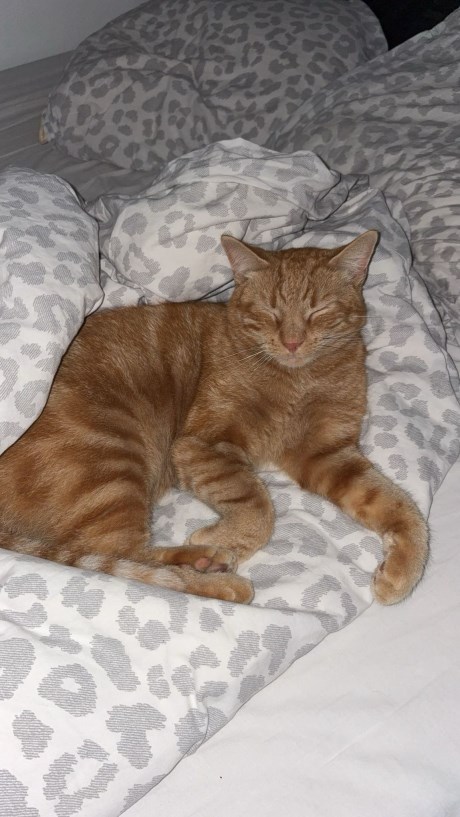 Kat Europese korthaar of huiskat