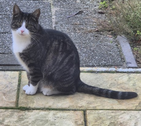 Kat Europese korthaar of huiskat