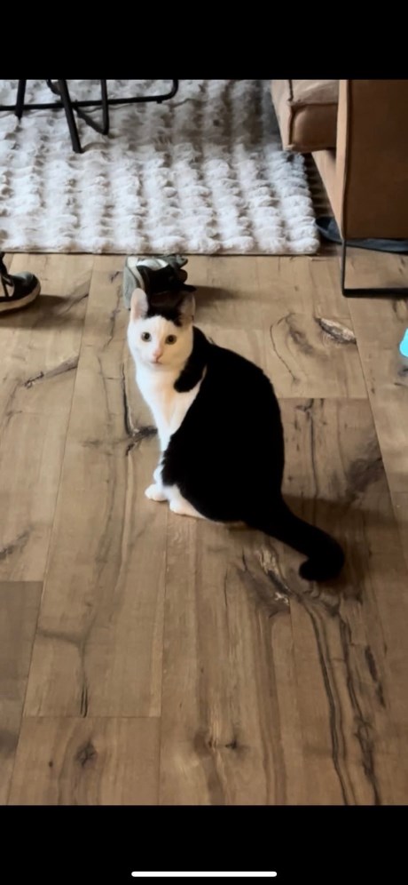 Kat Europese korthaar of huiskat